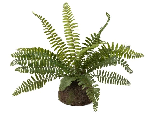 Drop-in Boston Fern